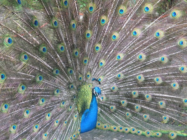 PEACOCK #3