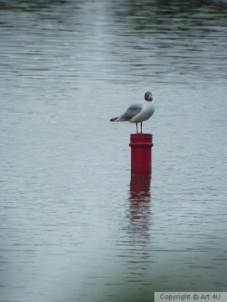 Alone    At Last