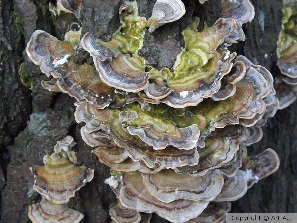 Mushroom Tree 2