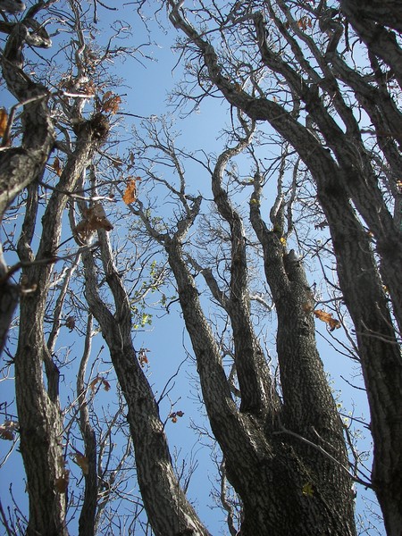 English Oak
