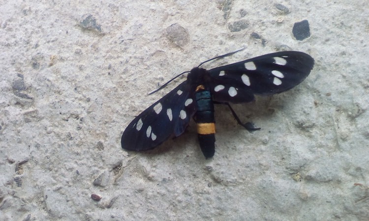 Night butterfly