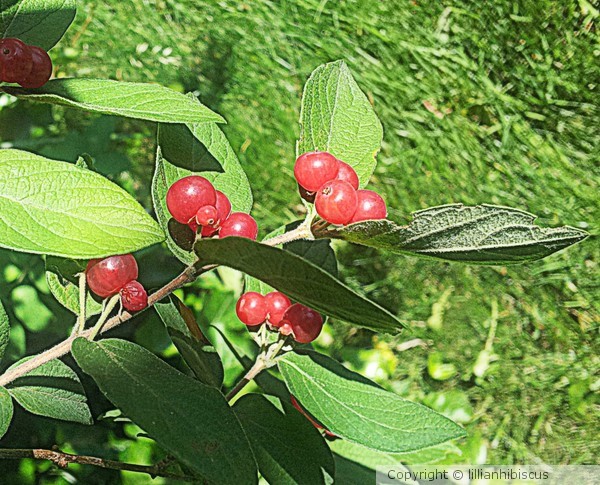 Summer Berries