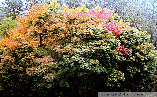 Lovely Tree