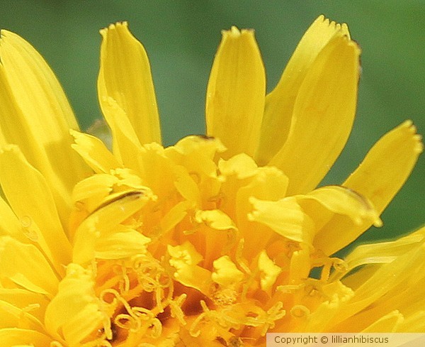 Dandelion Closeup
