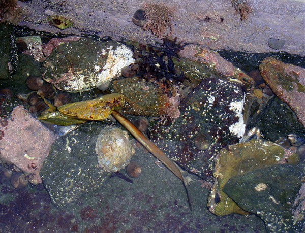 Beach Rocks