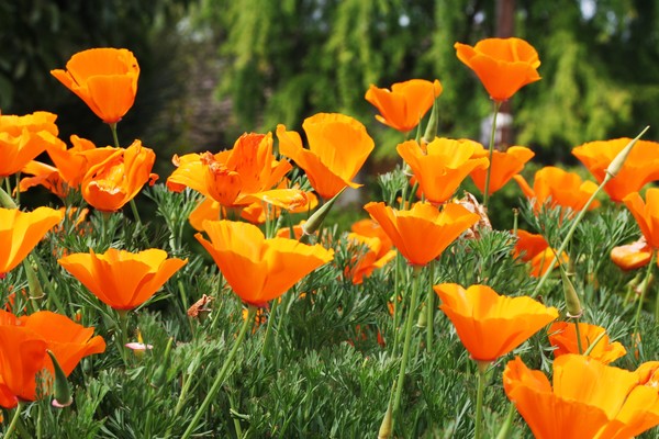 POPPY'S
