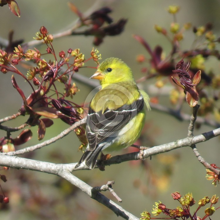 Goldfinch