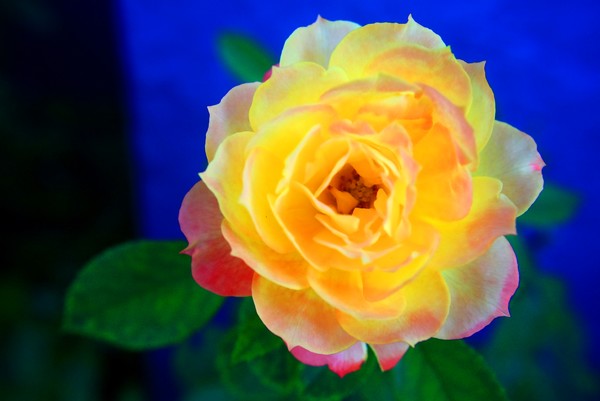 Radiance