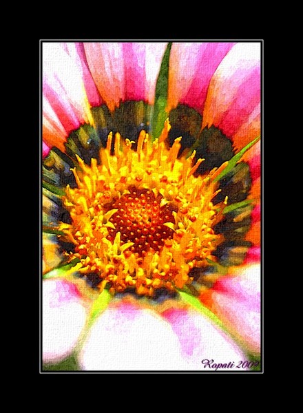 Macro Study