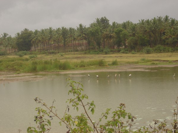Cranes at a pond