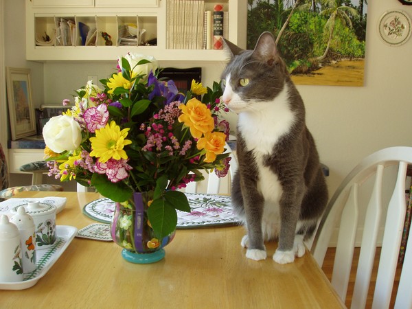 Chester and Bouquete of Flowers