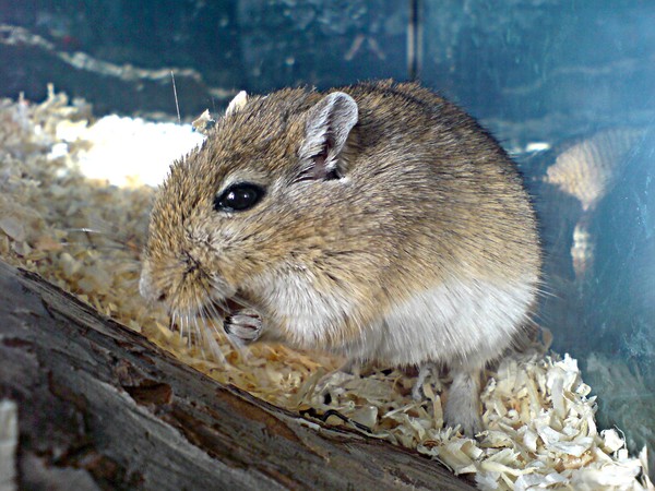 Pit the Mouse