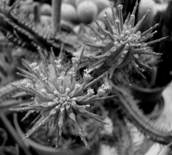 Spikes