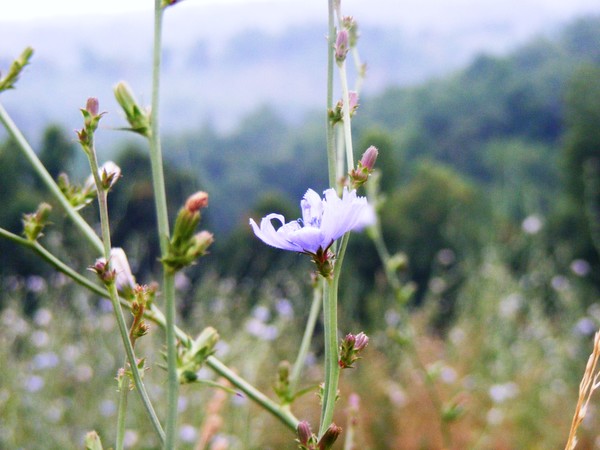 Weeds or flowers?