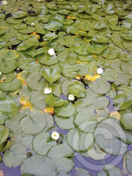 The  Lilly Pond