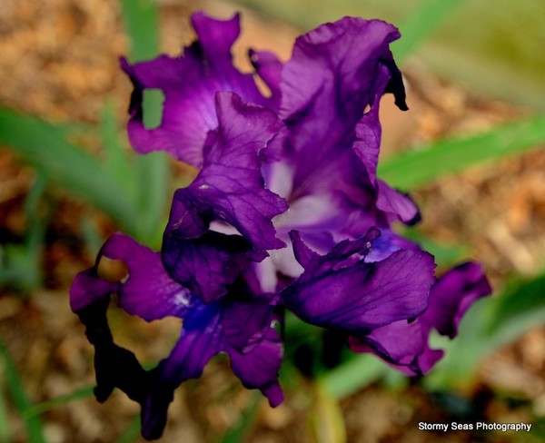 Wilted Iris