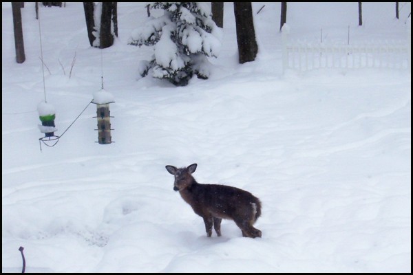 Unexpected Visitor At My Back Door