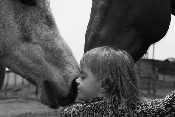 Horses