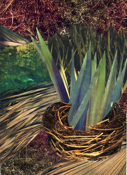 Nest