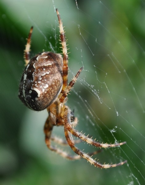 In the Web (2)