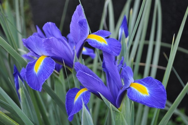 Blues