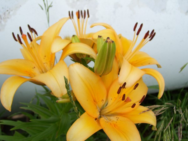 tiger lily