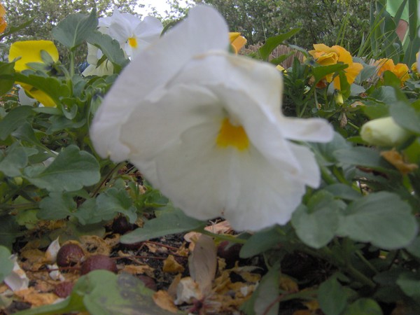 white flower