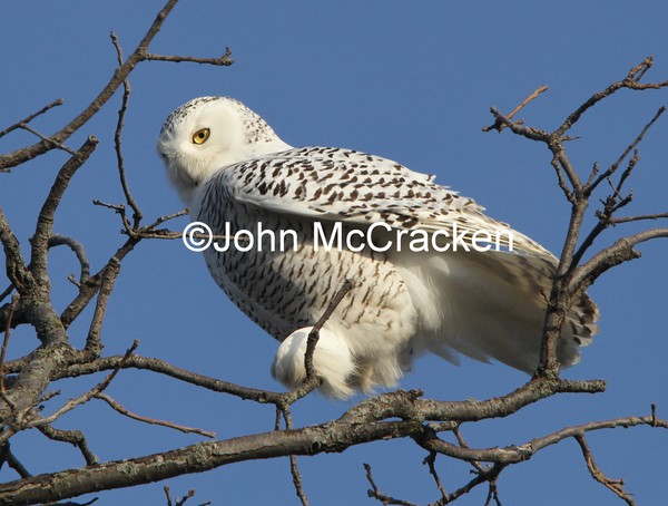 Female Snowy Owl