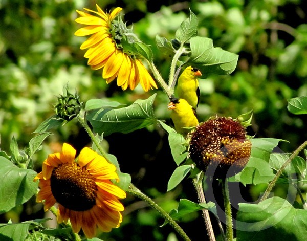Sunflowers and Goldfinches!