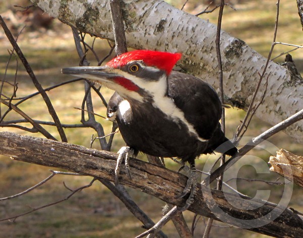 Pileated woodpecker spies food!