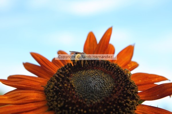 Sunflower2