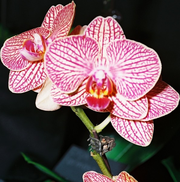 At the '08 Lauritzen Gardens Orchid Show