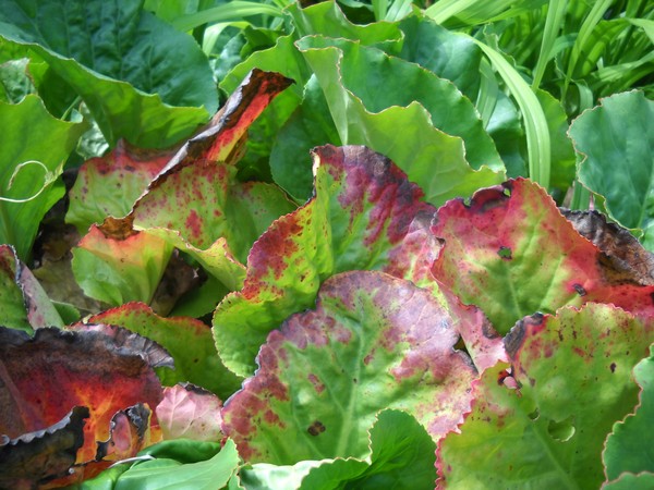 Leaves-vision before perishing