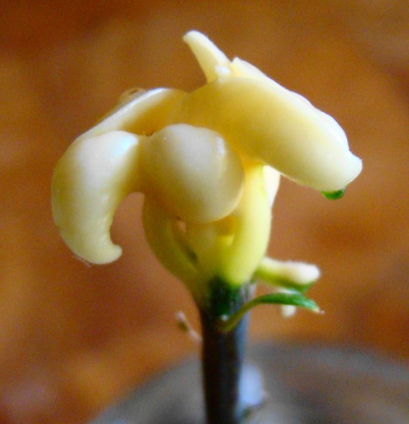 Odd Flower