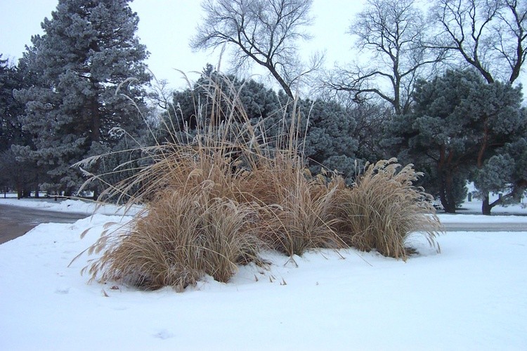 Hoar Frost 6