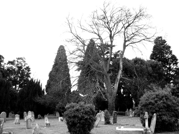 Winter Tree 11