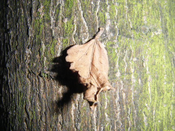 Leaf Shadow