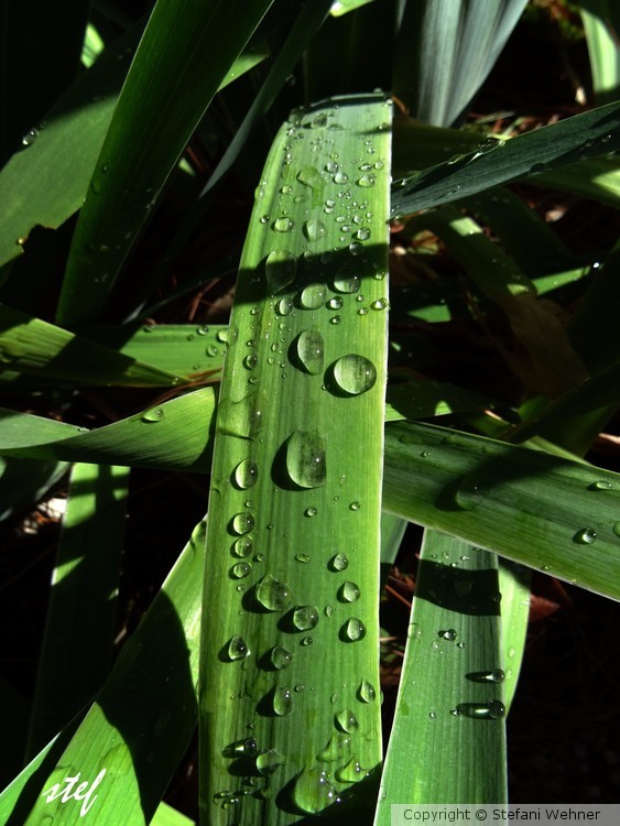 after the rain