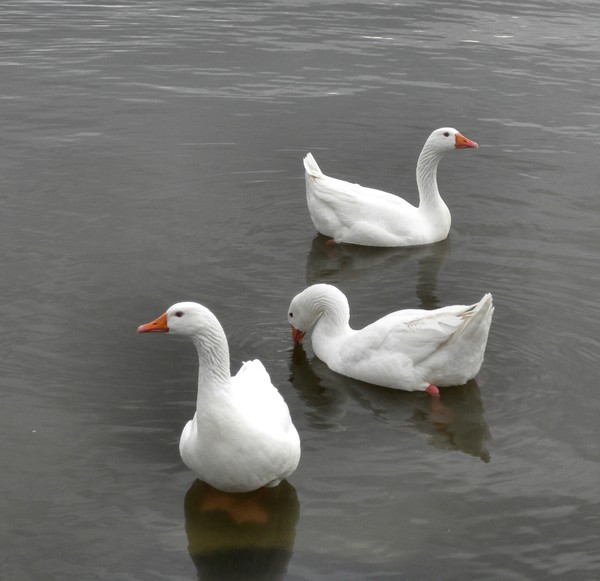 The three Graces