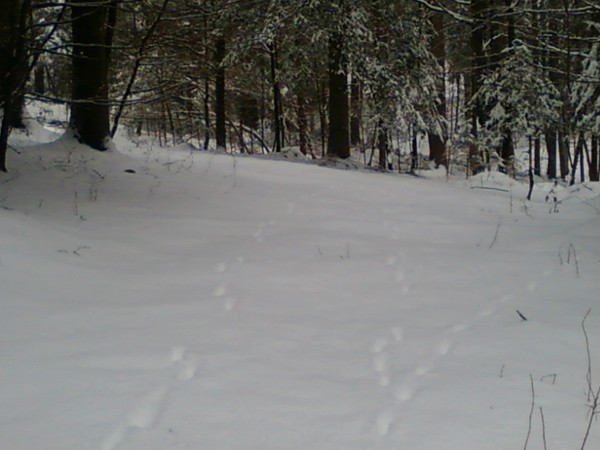 winter photo