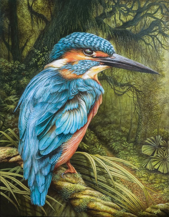 Common Kingfisher
