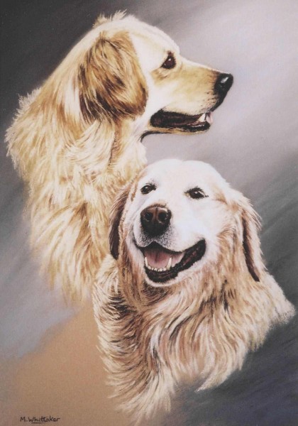 Golden Retreivers