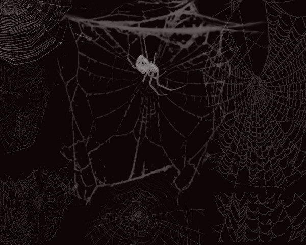 Stressed Spider 