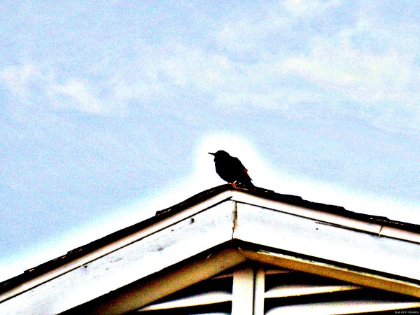 Watching Over Us