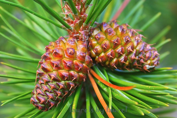 Tis the Season: Pinecone Beauties