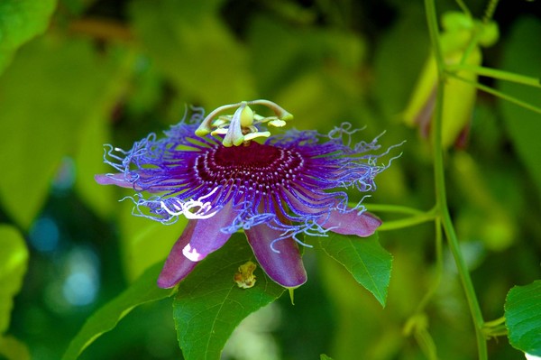 Outer Space Purple Passion
