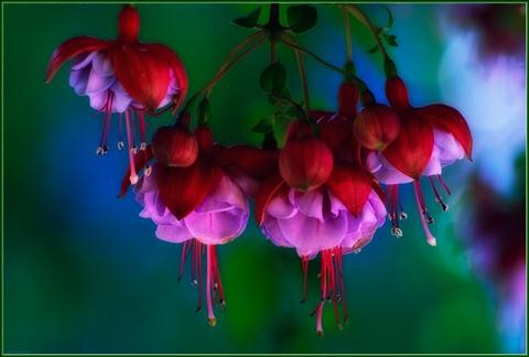 backyard-032