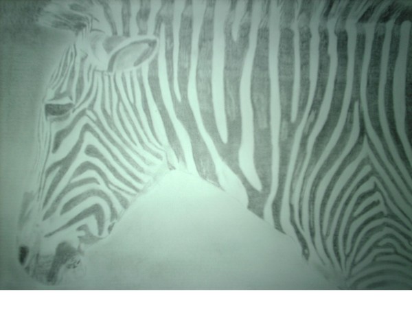 zebra