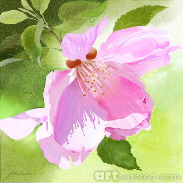 Apple Blossom Three