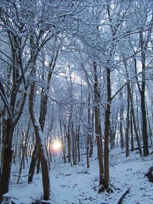 Winter Morning Glory